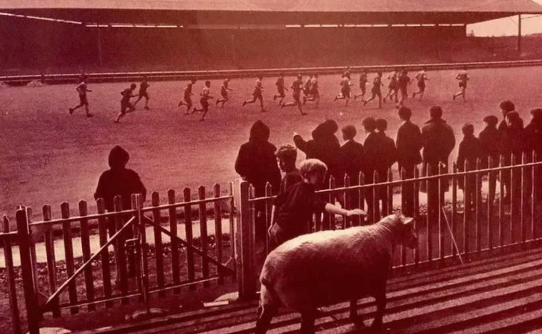 Bilde av Kilmarnock sin sau med Brasil litt landslag som trene i bakgrunnen (forbindelse med VM 1966).